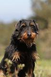 JAGDTERRIER ALLEMAND 026